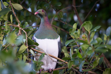 kereru wood pigeon bird new zealand
