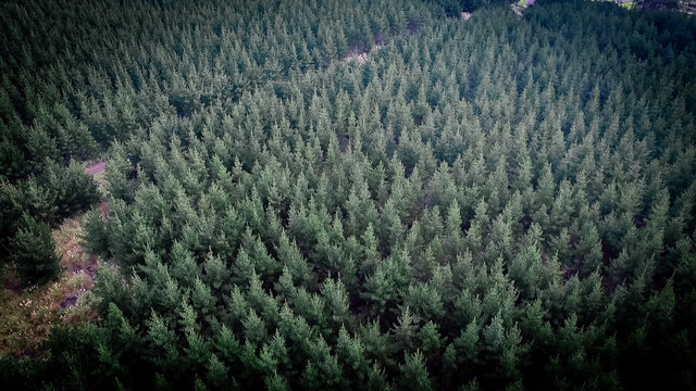 Aerial of Forest
