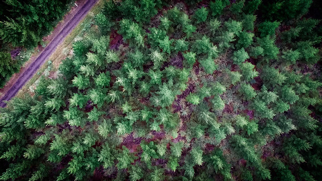 Aerial of pine trees