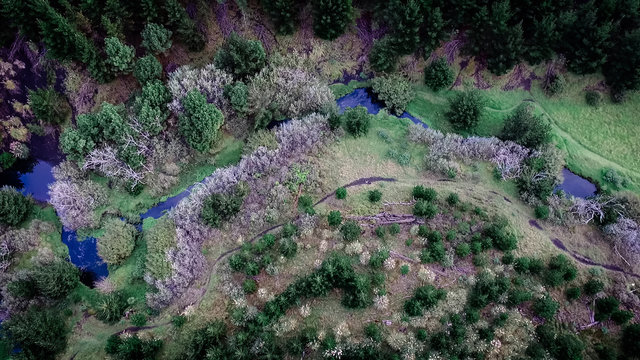 Aerial of creek in forest