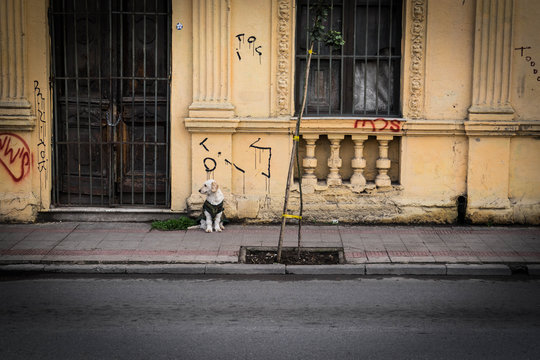 dog in santiago street