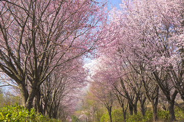 Fototapeta na wymiar ピンクの山桜の並木