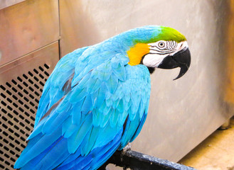 Colorful blu parrot
