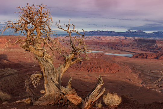 Dead pinyon pine in Deadhorse Point State Park near Canyonlands National Park Island in the Sky near Moab Utah with Potash Ponds and La Sal Mountains in the background
