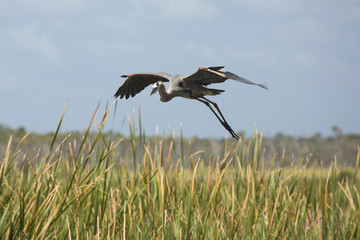 Great blue heron flying over cattails in a Florida swamp.