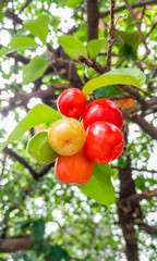 Acerola cherry fruits on the tree - green, yellow, orange and red in the same branch