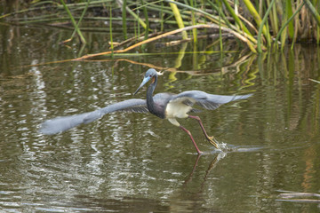 Tricolored heron flying low over water in a Florida swamp.