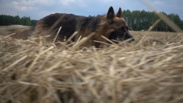 Dog run around the grass. Afternoon sun. Video shot in slow motion. 