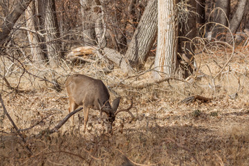 Mule Deer Buck 