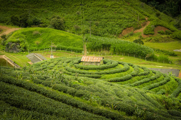 Thai tea fields