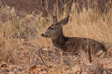 Mule Deer Buck Bedded