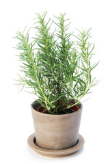 Rosemary  plant on white background
