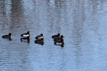 きれいに整列したキンクロハジロの群れ