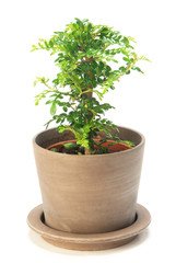 Pepper tree on white background