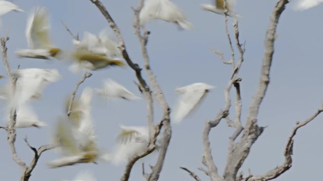 a noisy flock of corella parrots in a tree takes flight