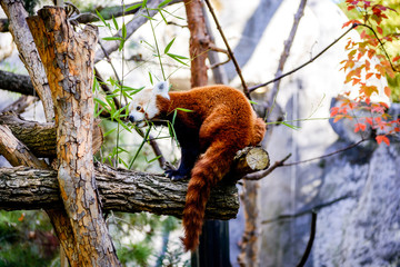 Cute Red Panda At Sacramento Zoo of California