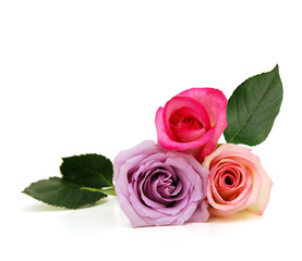 Three rose flowers isolated on white