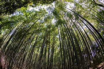 Into the Sky at Bamboo Forest
