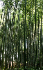 Fototapeta na wymiar Bamboo Forrest
