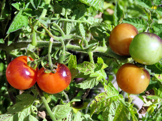 Toronto High Park the brown tomatoes 2016