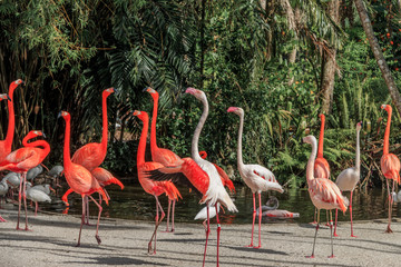 flamingos