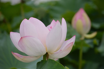 花が咲いた蓮の花と、奥にはピントをぼかしたまだ咲いていないつぼみ