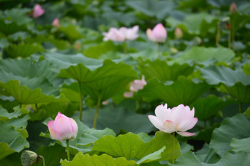 晴れた日のハスの花が咲く池