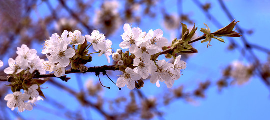 Kirschblüten