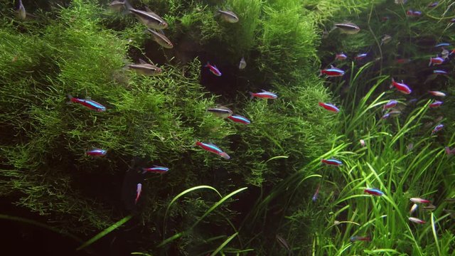 Paracheirodon in freshwater aquarium stock footage video