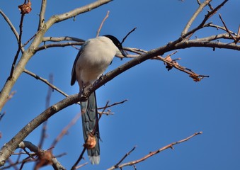 晩秋の柿の木に野鳥---オナガ（Azure-winged Magpie）