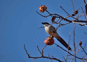 晩秋の柿の木に野鳥---オナガ（Azure-winged Magpie）