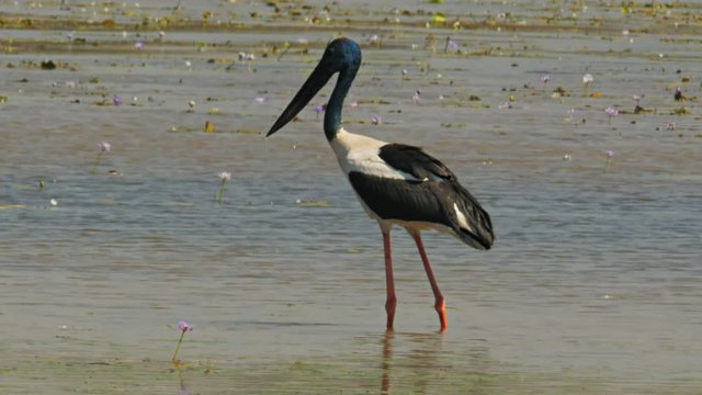 a black-necked stork hunts for food at bird billabong in mary river national park near kakadu