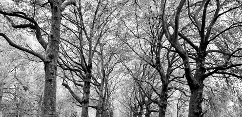 Black and White Tree Branches