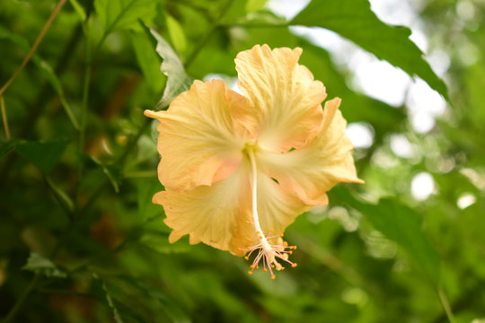 Yellow Flower