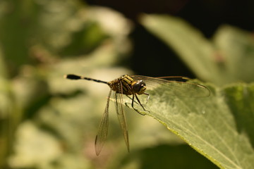 GreenDragon Fly