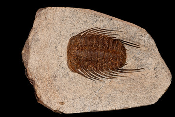 Trilobite fossil