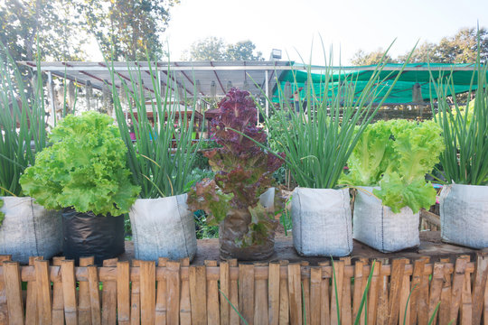 Spring onions and green and purple Lettuce No chemicals
