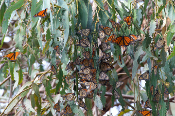 Fototapeta premium Many Monarch Butterflies in a Eucalyptus tree, wings fluttering. The monarch butterfly may be the most familiar North American butterfly and an iconic pollinator species.