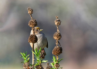 Golden-crowned Sparrow sitting in bushes behind flower seed pods. The golden-crowned sparrow is common along the western edge of North America.