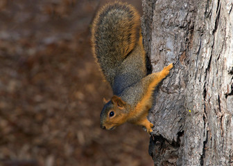 Squirrel holding onto a tree. The fox squirrel, Sciurus niger, also known as the eastern fox squirrel, is the largest species of tree squirrel native to North America. © sheilaf2002