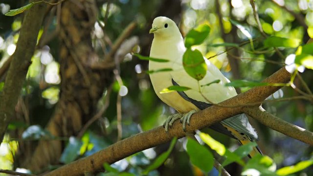 a pied imperial pigeon (Ducula spilorrhoa)  perched in a rain forest tree