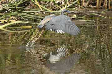 Tricolored heron flying low over water in a Florida swamp.
