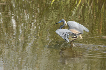 Tricolored heron wading in the water of a Florida swamp.