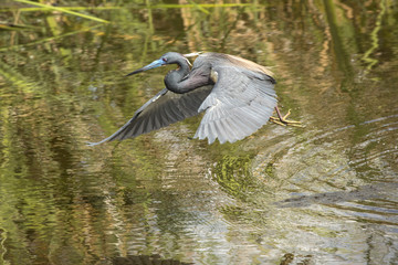 Tricolored heron flying low over water in a Florida swamp.