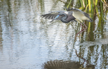 Tricolored heron flying low over water in a Florida swamp.