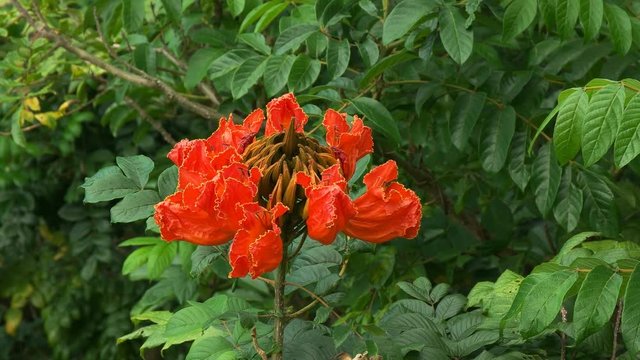 close up of the flowers of an african tulip tree on maui's famous road to hana