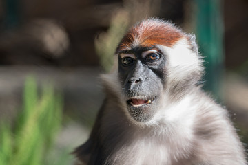 Smiling Monkey Headshot
