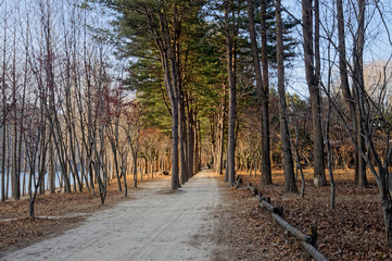Walkway between the pines