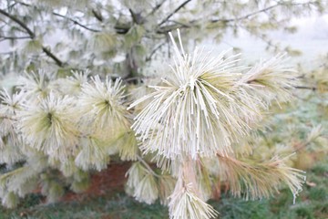 Frosted Evergreen Closeup