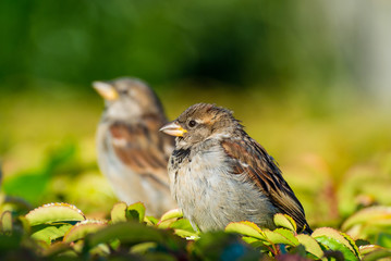 two sparrow resting on top of bushes under the sun in the morning